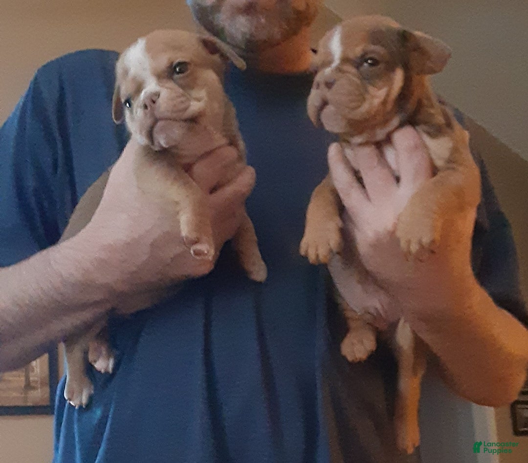 Olde English Bulldogge dogs for sale: Olde English Bulldogge Puppy 3 - Ad 3