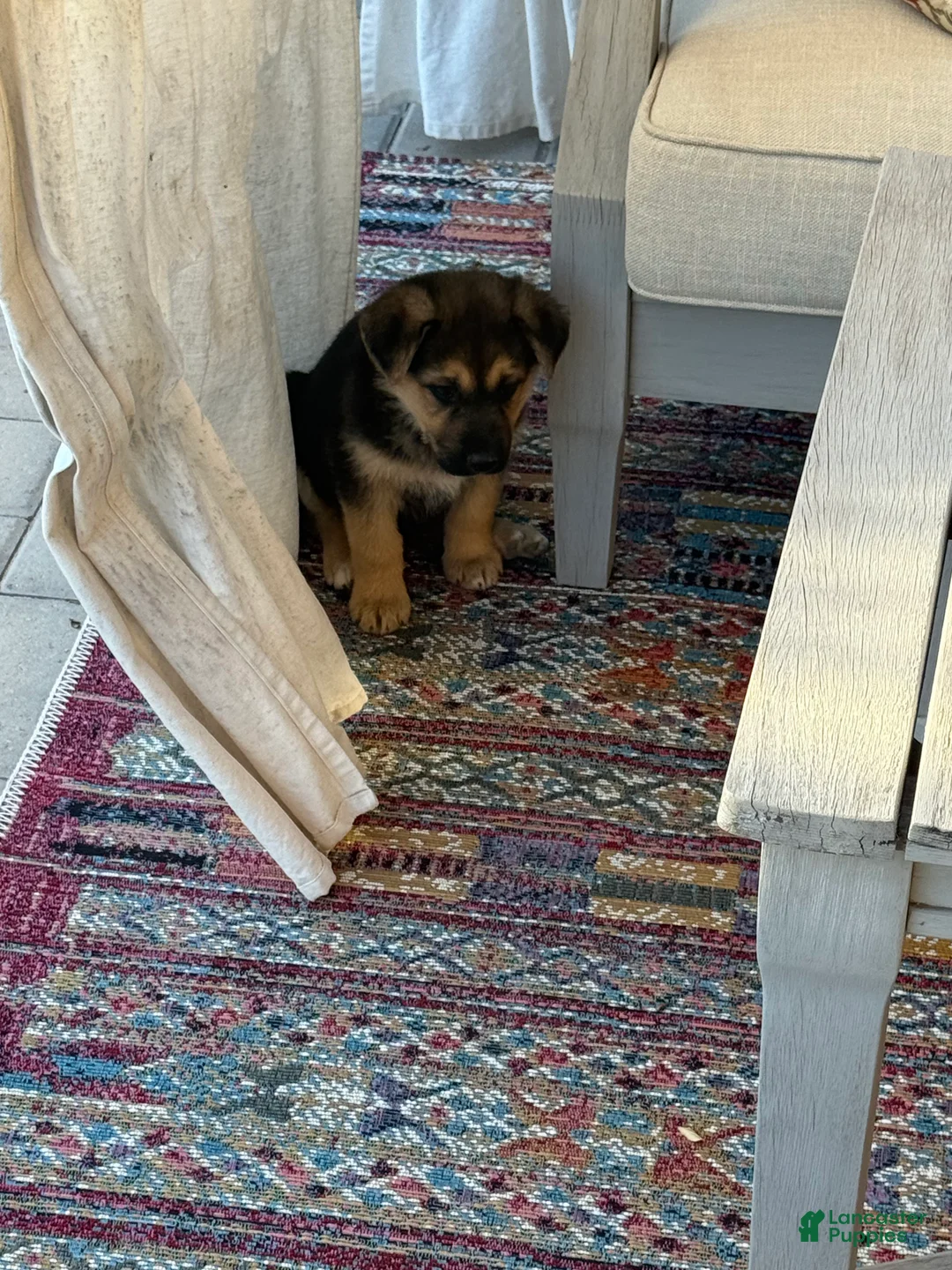 German Shepherd dogs for sale: German Shepherd Puppy 1 - Ad 2