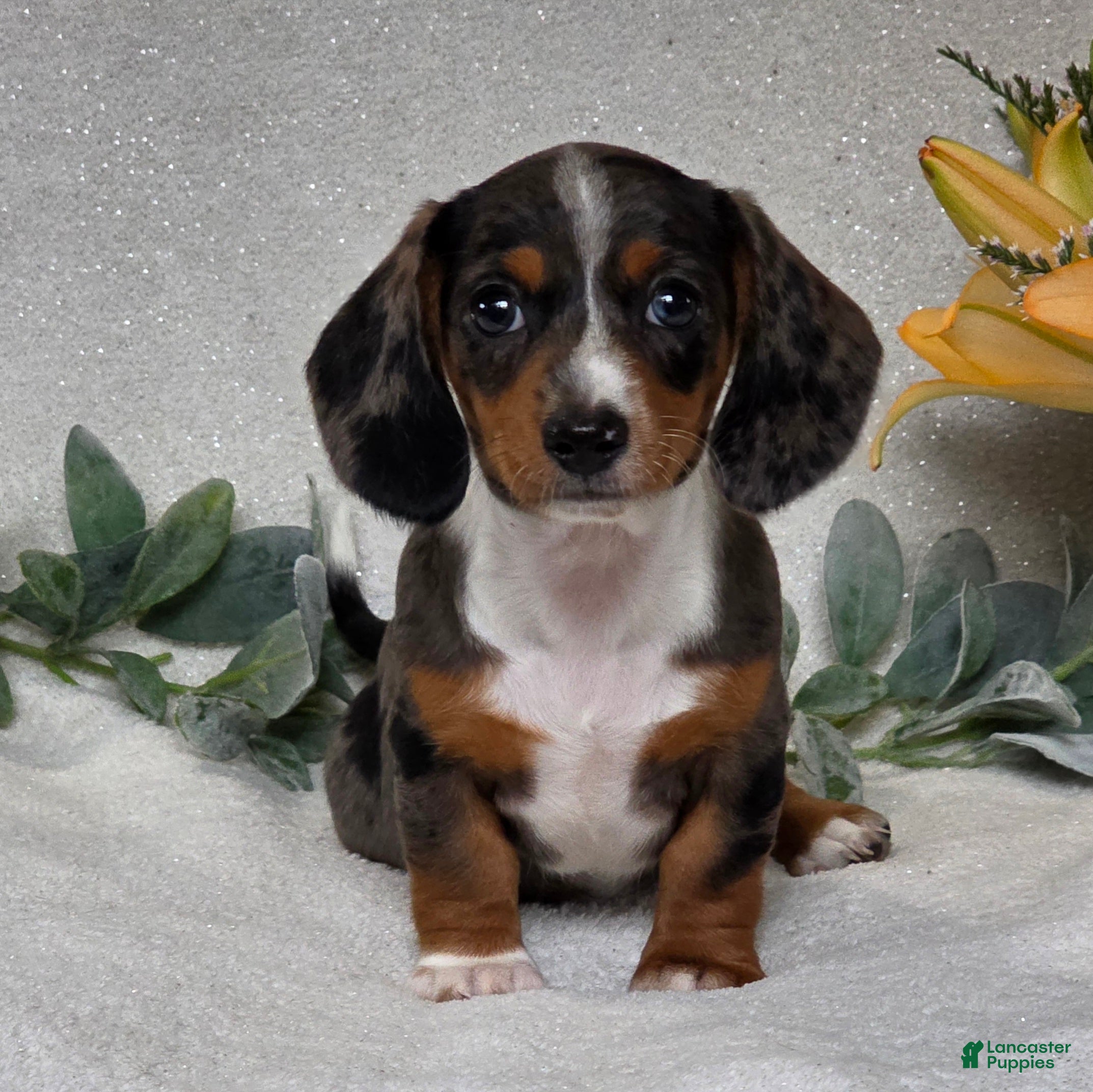 Miniature Dachshund dogs Pixie - Ad 2