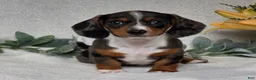 Miniature Dachshund dogs for sale: Pixie - Ad 2