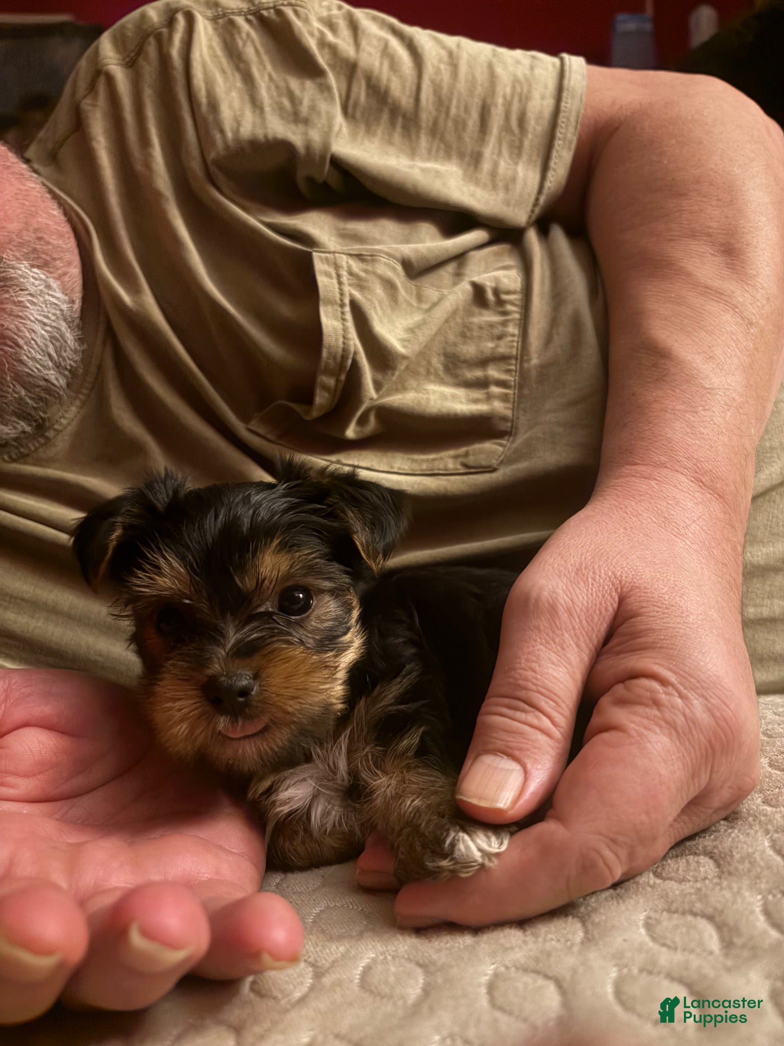 Yorkshire Terrier dogs Yorkshire Terrier Puppy 2 - Ad 39