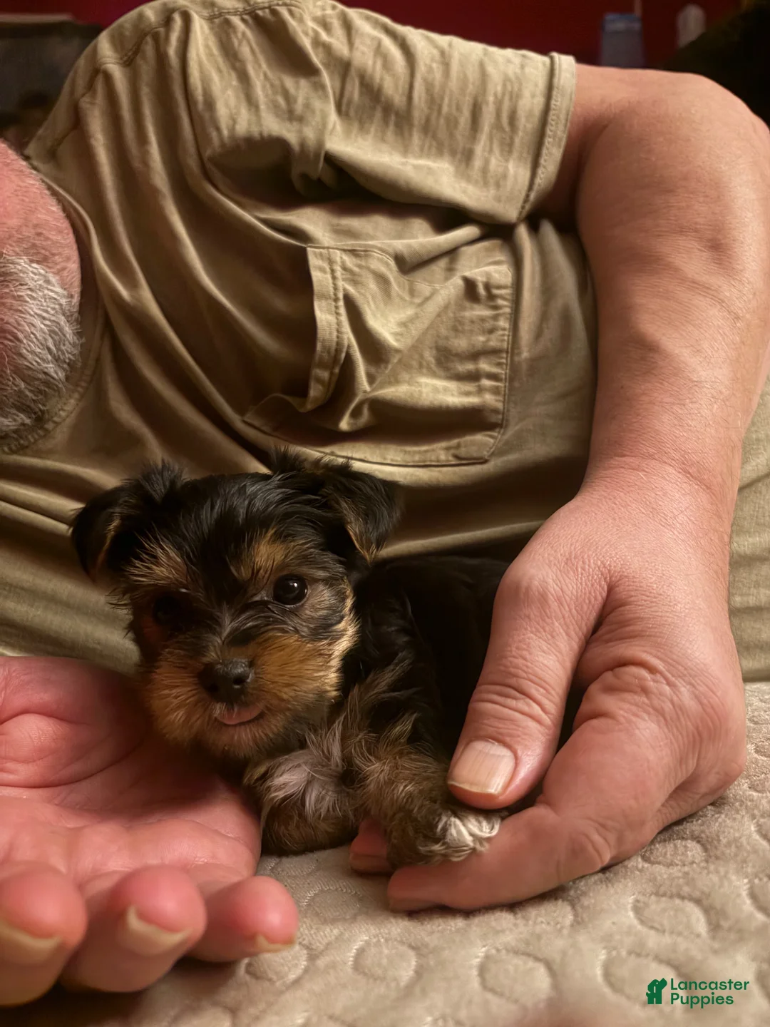 Yorkshire Terrier dogs for sale: Yorkshire Terrier Puppy 2 - Ad 1