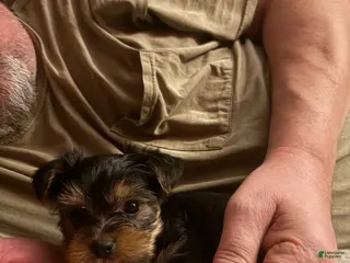 Yorkshire Terrier dogs Yorkshire Terrier Puppy 2 - Ad 3