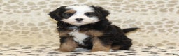 Mini Bernedoodle dogs for sale: Nate - Ad 18
