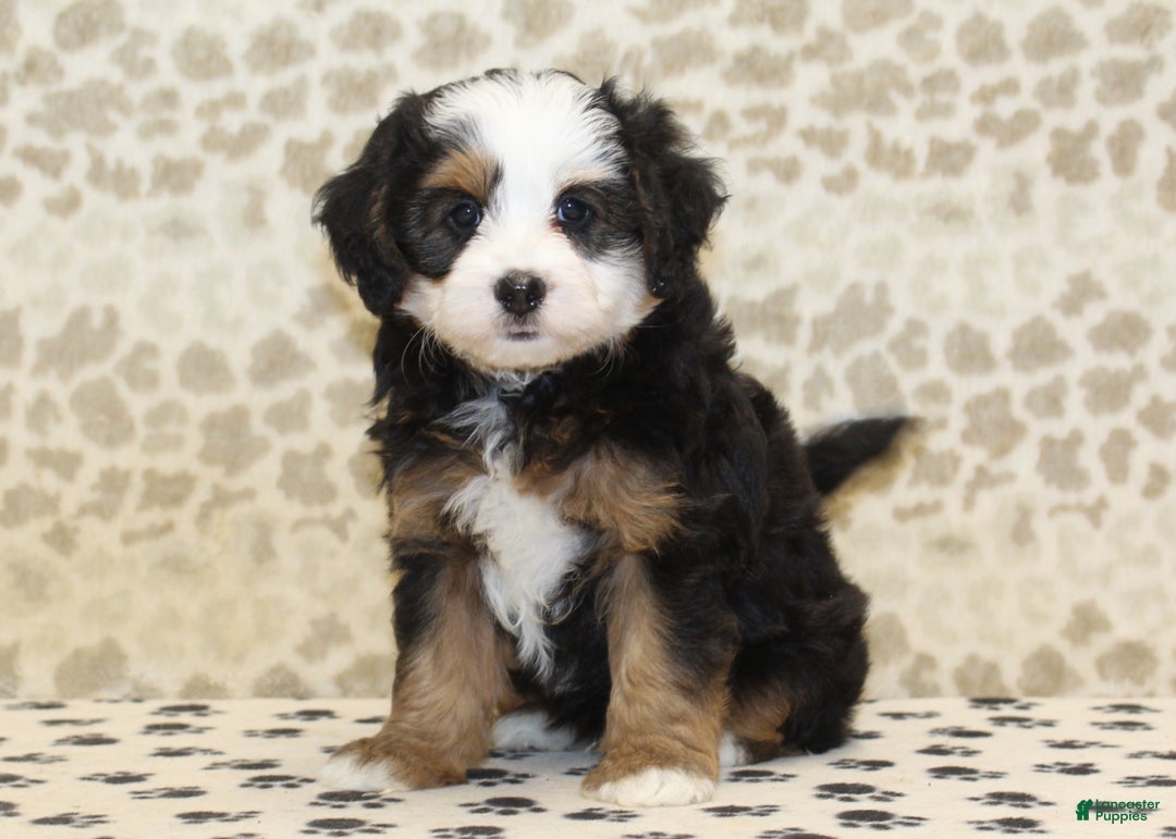 Mini Bernedoodle dogs for sale: Nate - Ad 18