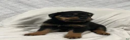 Rottweiler dogs for sale: bowser - Ad 7