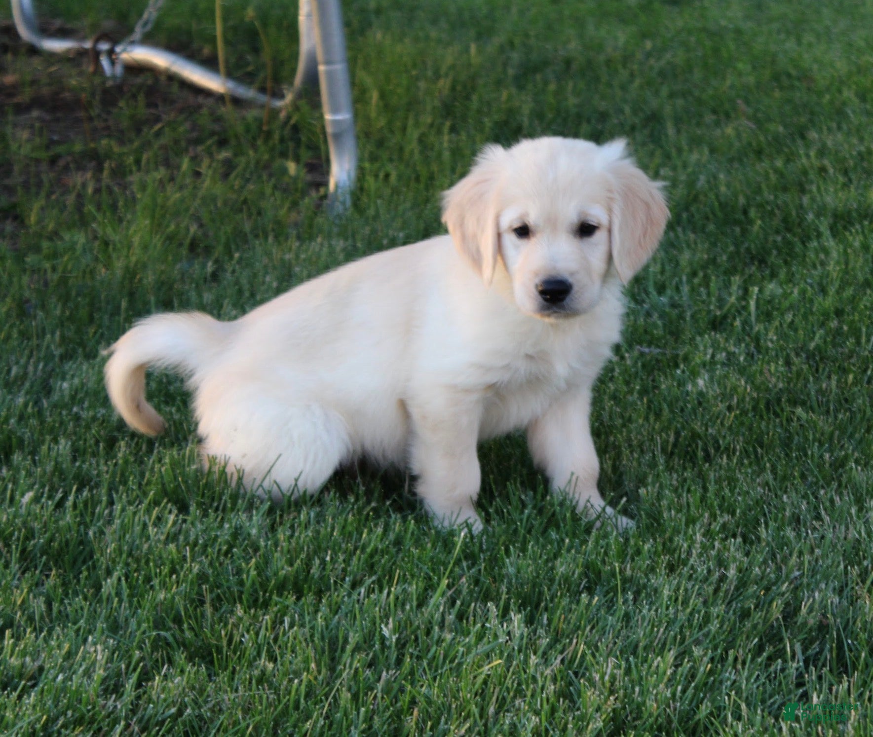 Golden Retriever dogs Theo Golden Retriever Puppy  - Ad 1