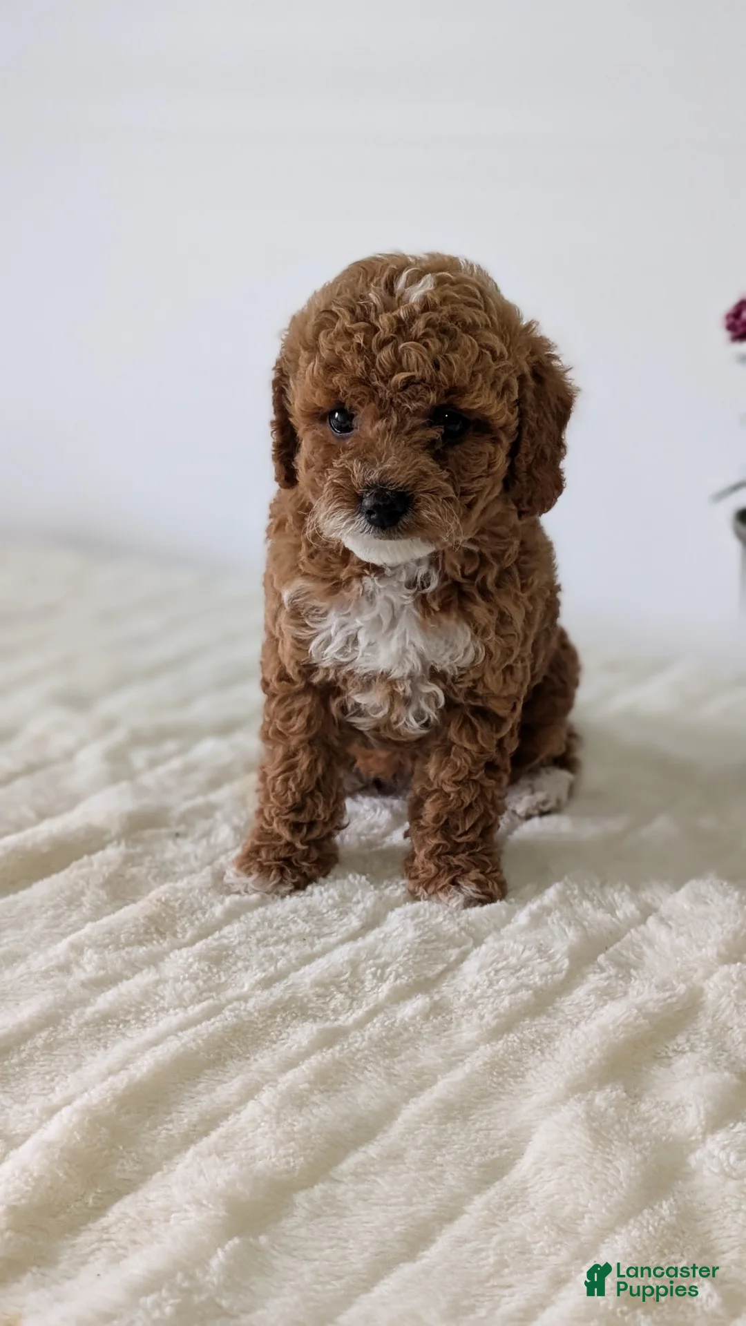 Mini Goldendoodle dogs for sale: Lyla - Ad 2