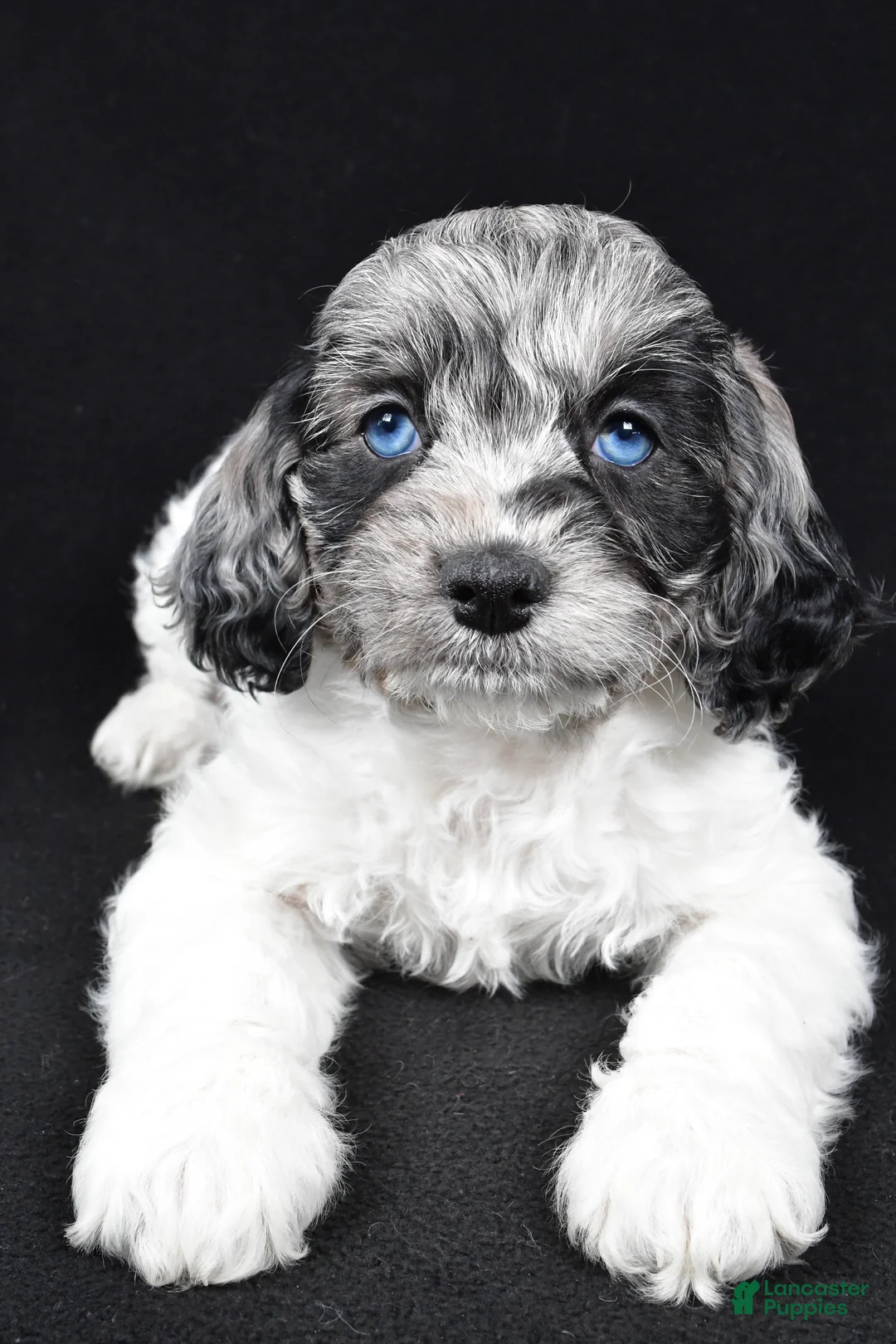 Cockapoo dogs for sale: Duke - Ad 1