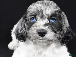 Cockapoo dogs Duke - Ad 8