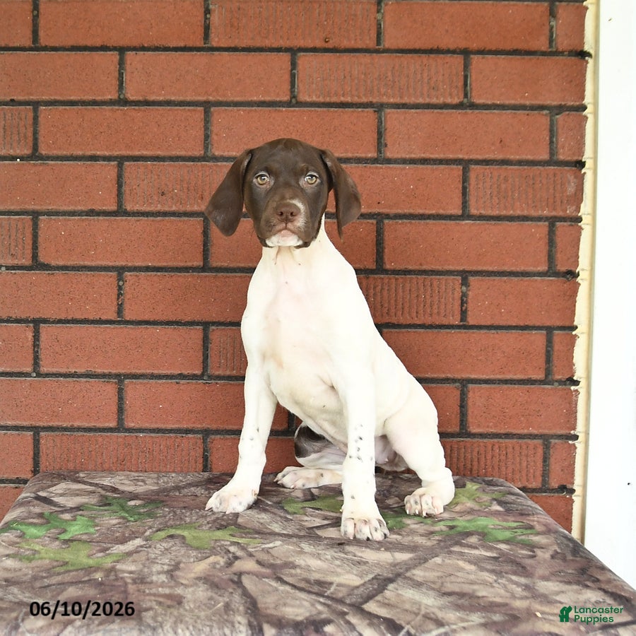German Shorthaired Pointer dogs River - Ad 1