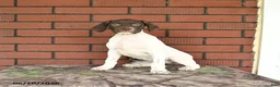 German Shorthaired Pointer dogs for sale: River - Ad 6