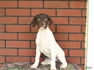 German Shorthaired Pointer dogs for sale: River - Ad 2