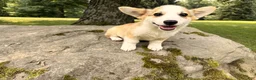 Welsh Corgi Pembroke dogs for sale: DEXER - Ad 13
