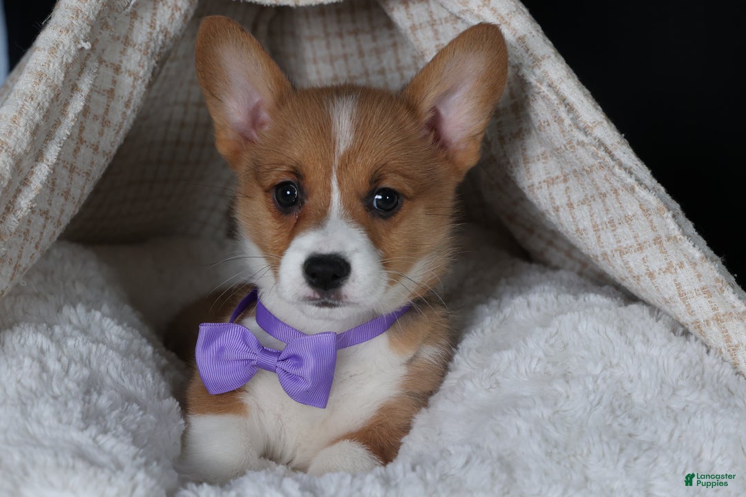 Welsh Corgi Pembroke dogs for sale: Holden - Ad 16