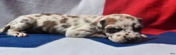 Great Dane dogs for sale: Great Dane - Red Collar - Fawnequin - Ad 6