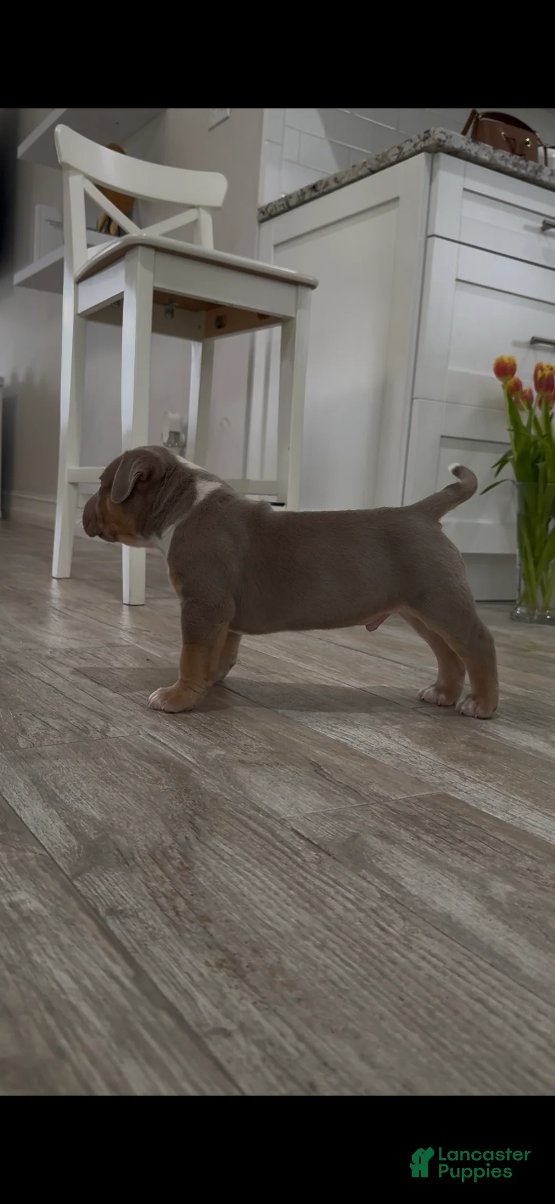 American Bully dogs for sale: American Bully Puppy 3 - Ad 2