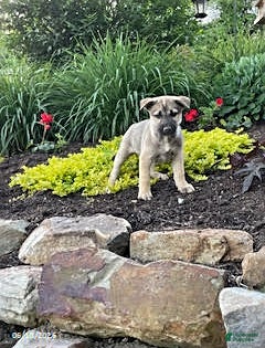 Pitsky dogs Sage - Ad 1