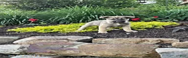 Sage