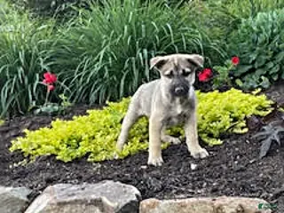 Pitsky dogs for sale: Sage - Ad 4