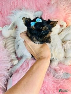 Yorkshire Terrier dogs Teacup/Pocketbook Yorkshire Terrier 1 - Ad 2