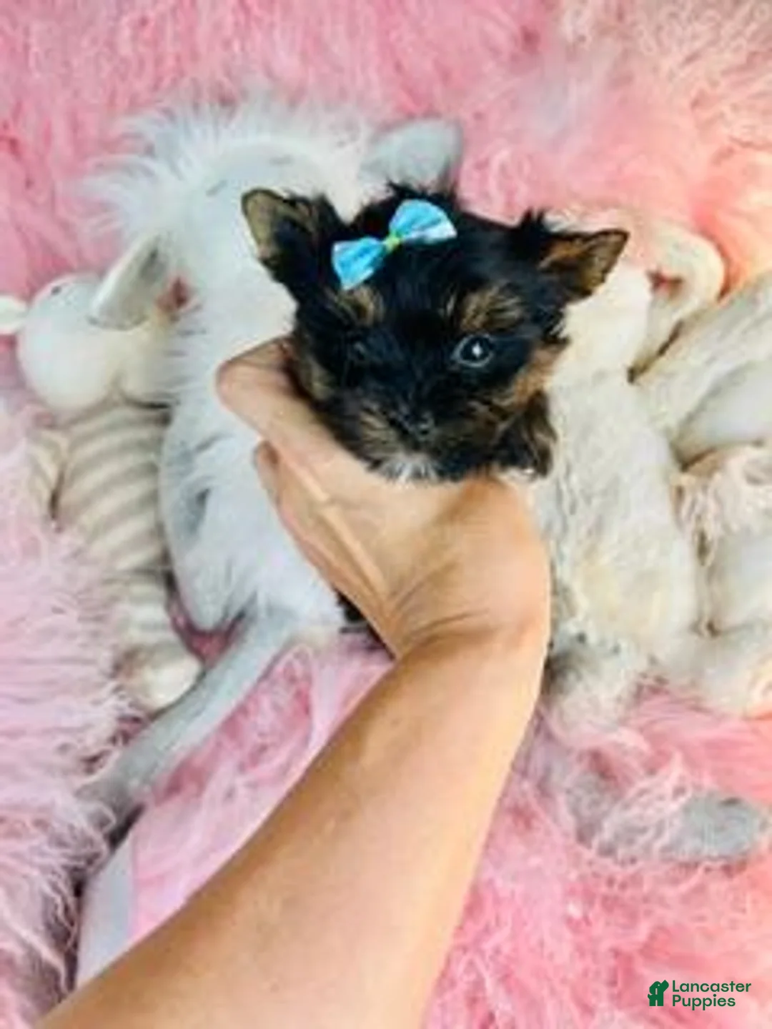 Yorkshire Terrier dogs for sale: Teacup/Pocketbook Yorkshire Terrier 1 - Ad 2