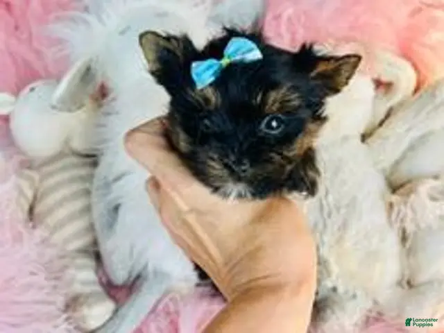 Yorkshire Terrier dogs for sale: Teacup/Pocketbook Yorkshire Terrier 1 - Ad 2
