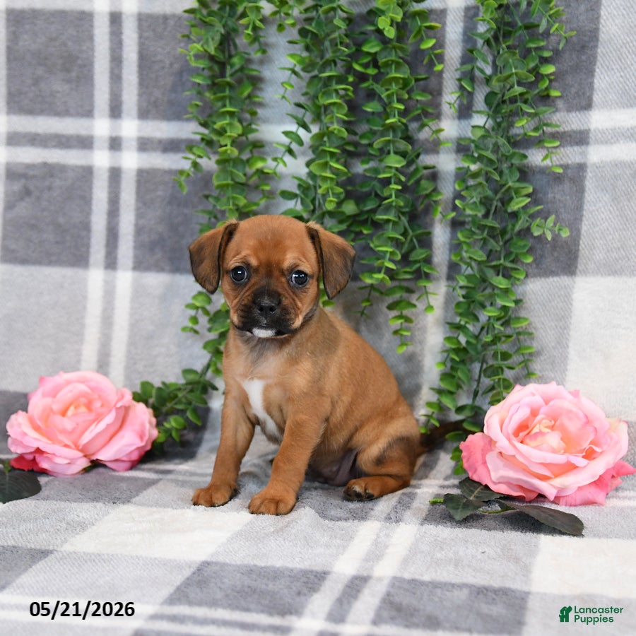 Mixed Breed dogs Gracie - Ad 2
