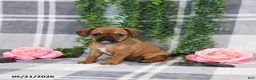 Mixed Breed dogs for sale: Gracie - Ad 2