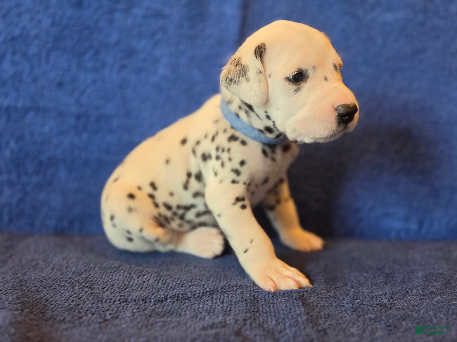 Dalmatian dogs Blue - Ad 2