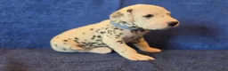 Dalmatian dogs for sale: Blue - Ad 2