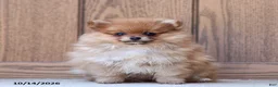 Pomeranian dogs for sale: Theresa - Ad 3