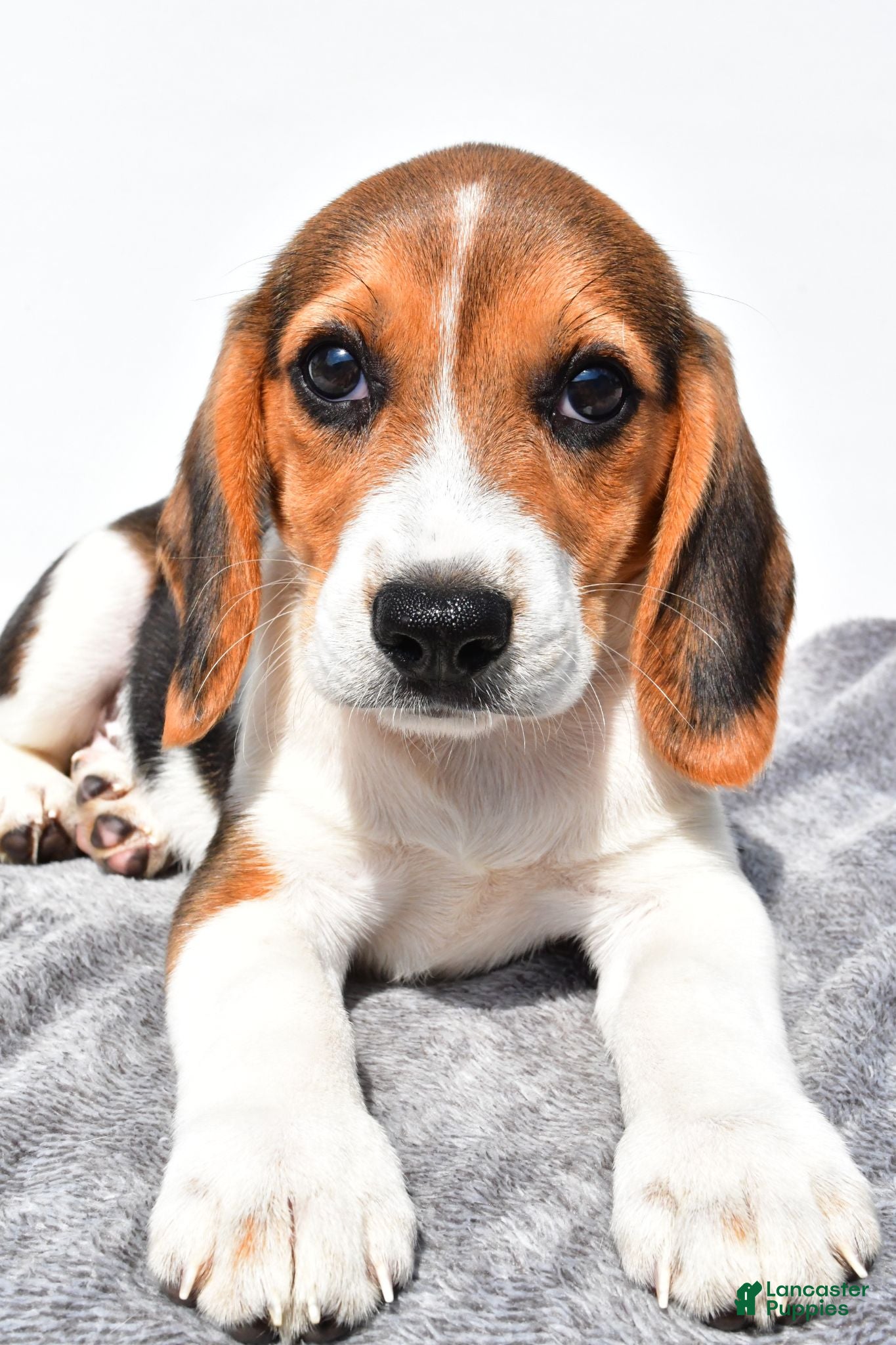 Beagle dogs Martha - Ad 1