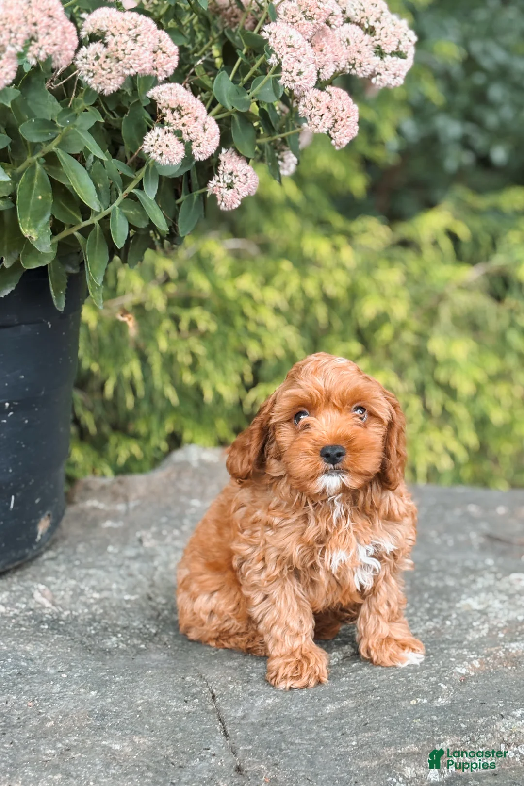 Cavapoo dogs for sale: Dover  - Ad 1