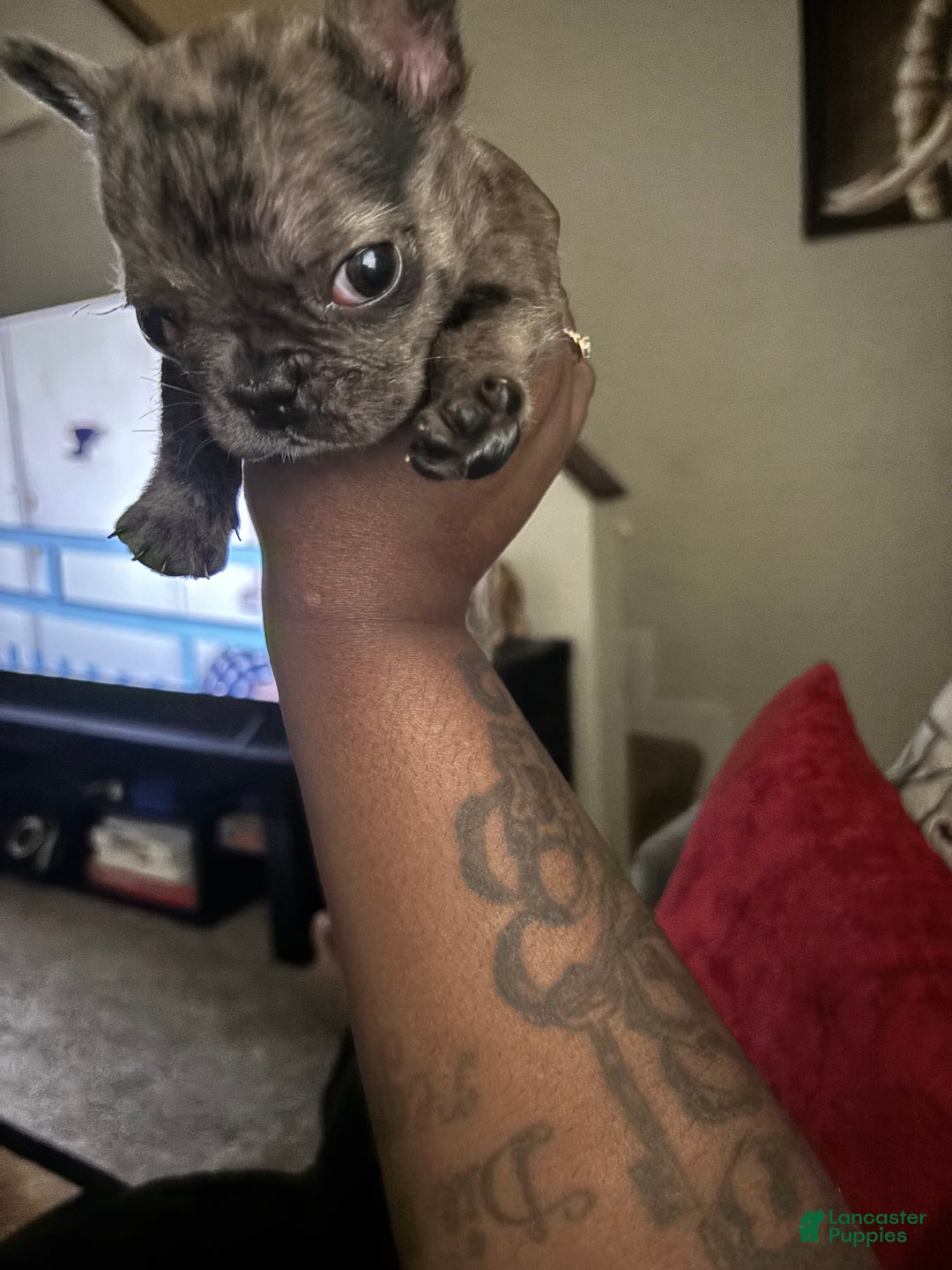 French Bulldog dogs for sale: Self French Bulldog Puppy 1 - Ad 1