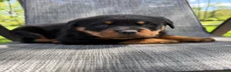 Rottweiler dogs for sale: Titan - Ad 5