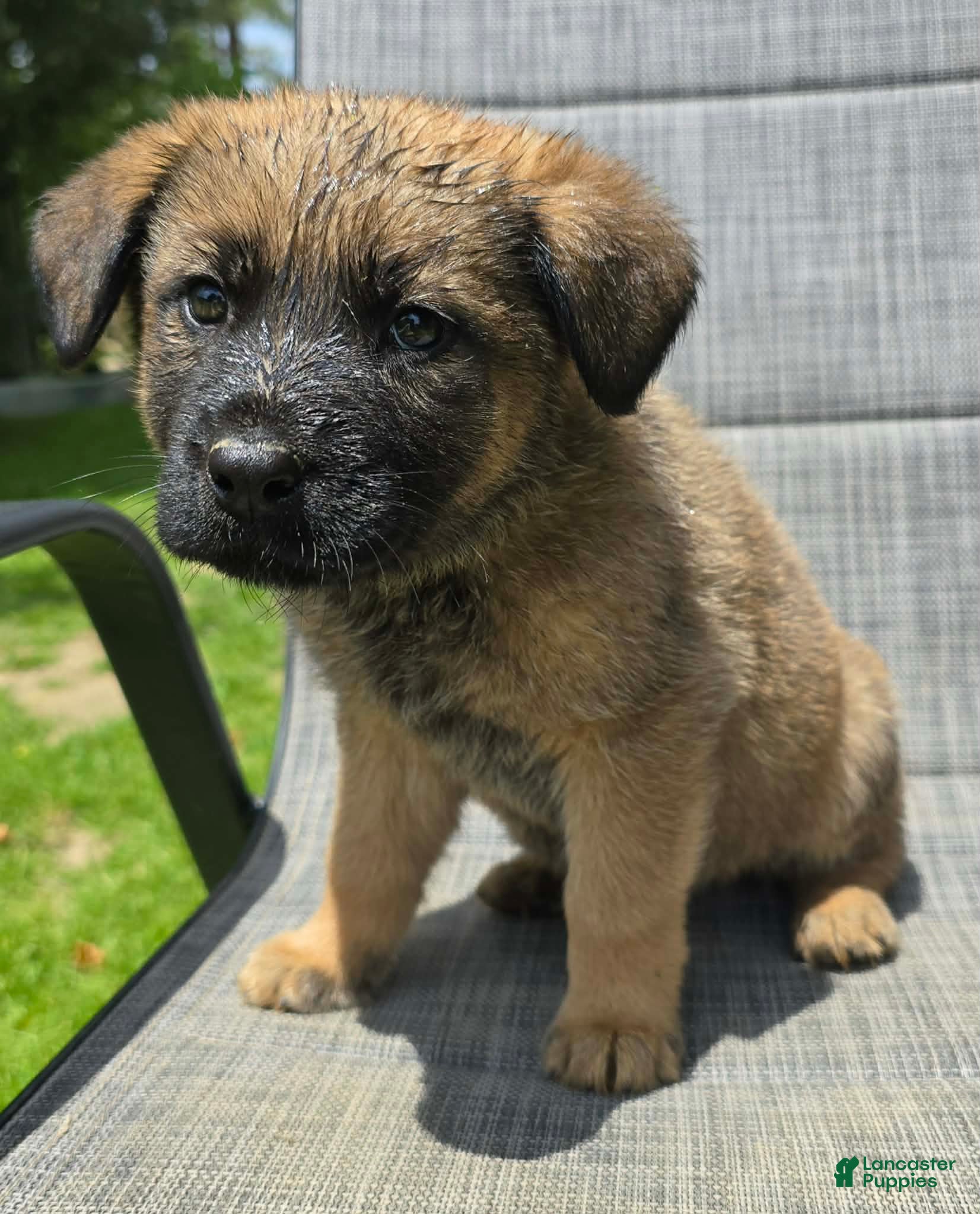 Mixed Breed dogs Mixed Breed Puppy 3 - Ad 7
