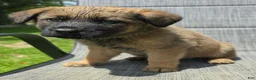 Mixed Breed dogs for sale: Mixed Breed Puppy 3 - Ad 1