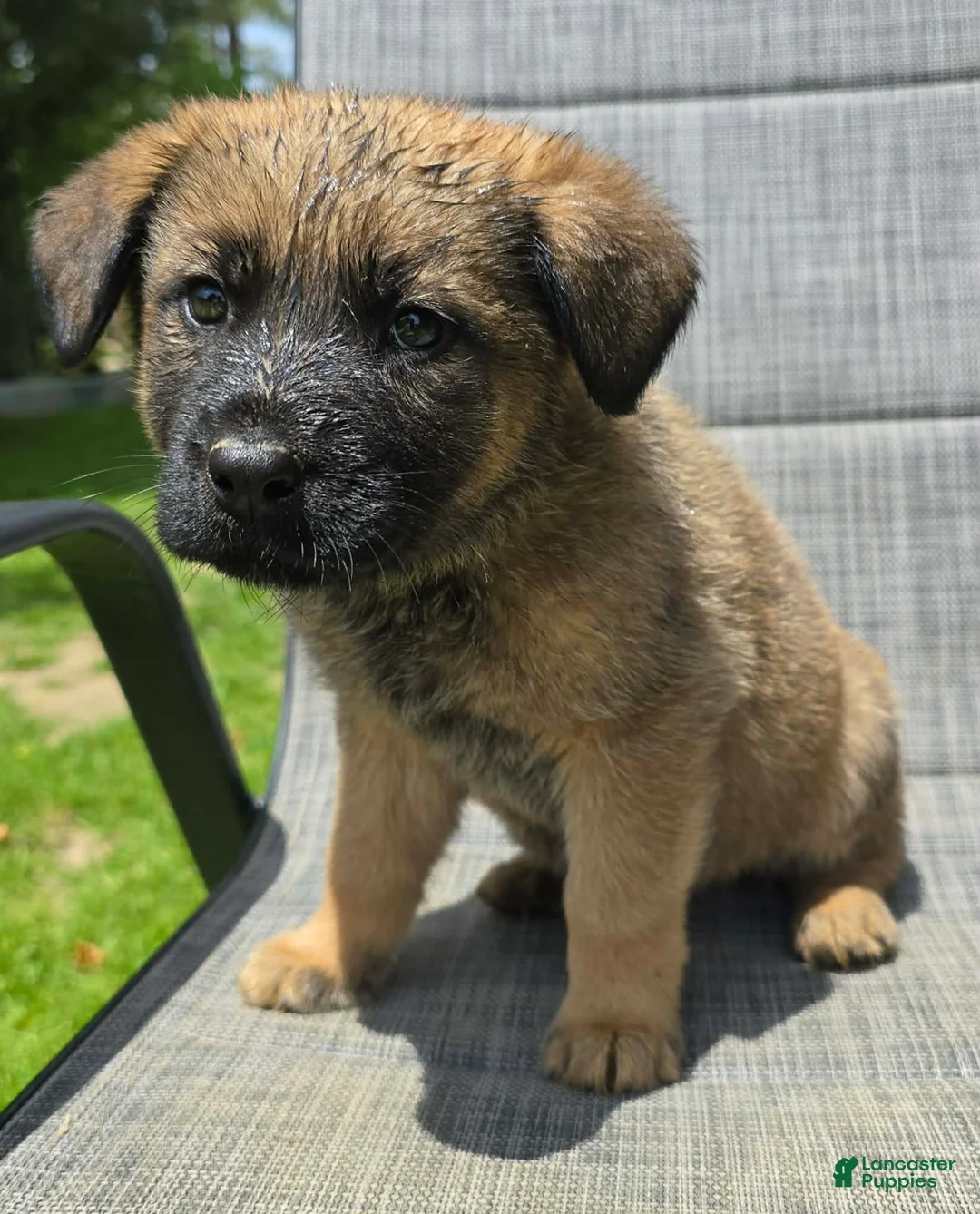 Mixed Breed dogs for sale: Mixed Breed Puppy 3 - Ad 1
