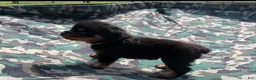 Rottweiler dogs for sale: Light blue Female - Ad 6