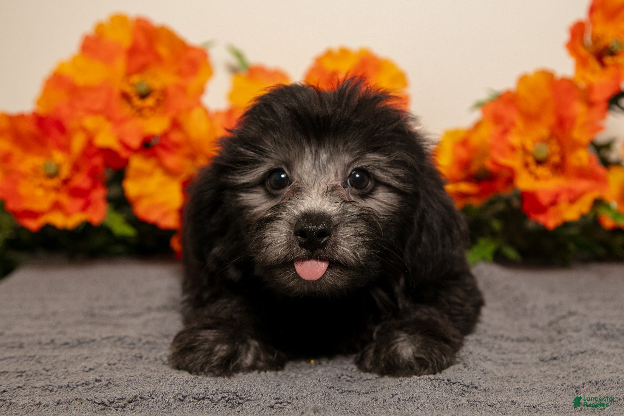 Yorkiepoo dogs Manny - Ad 2