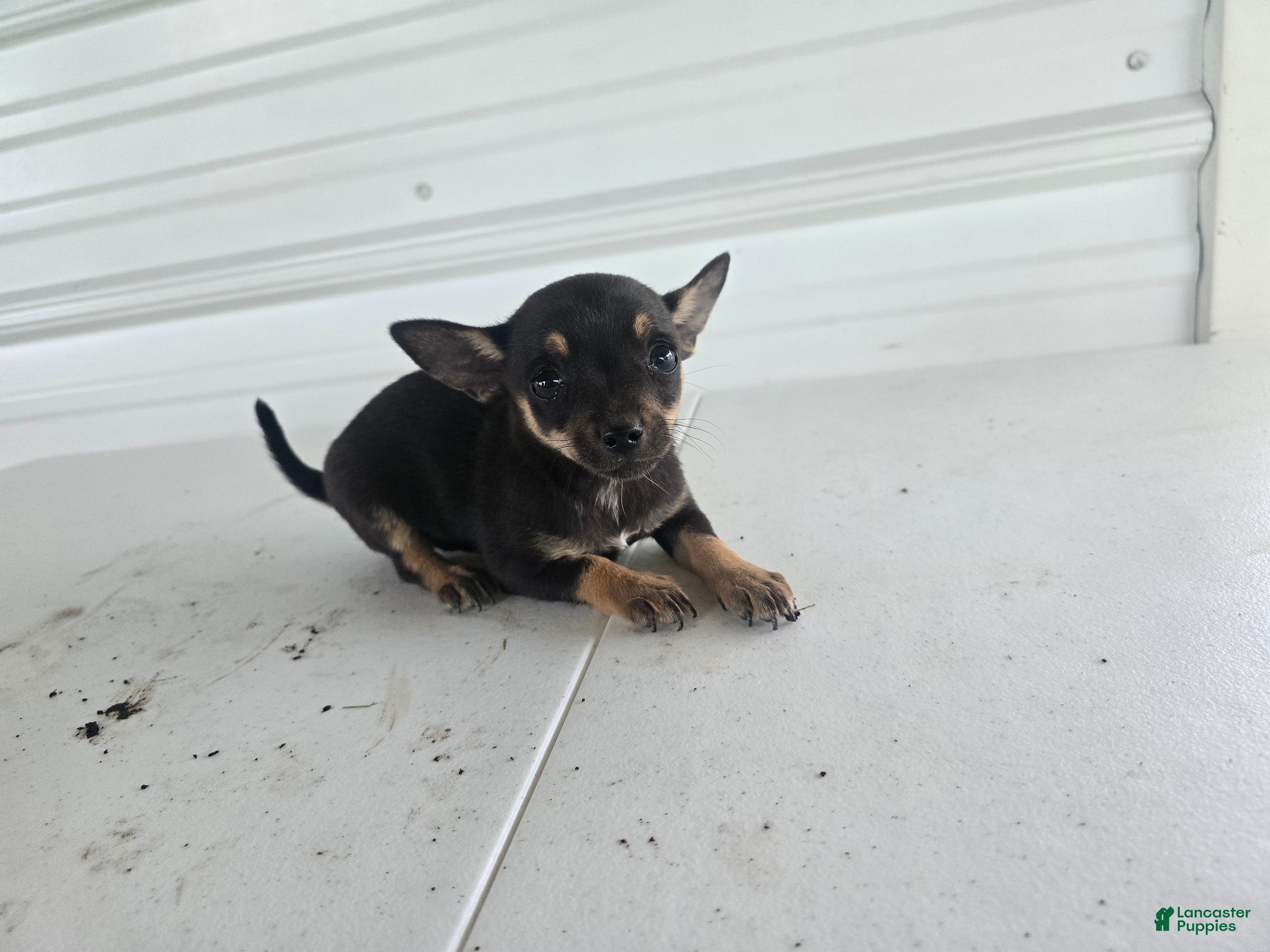 Chihuahua dogs Maverick  - Ad 1