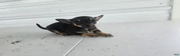Chihuahua dogs for sale: Maverick  - Ad 1
