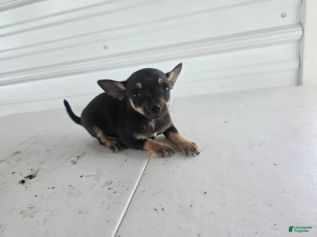 Chihuahua dogs for sale: Maverick  - Ad 1