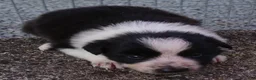 Border Collie dogs for sale: RORY - Ad 11