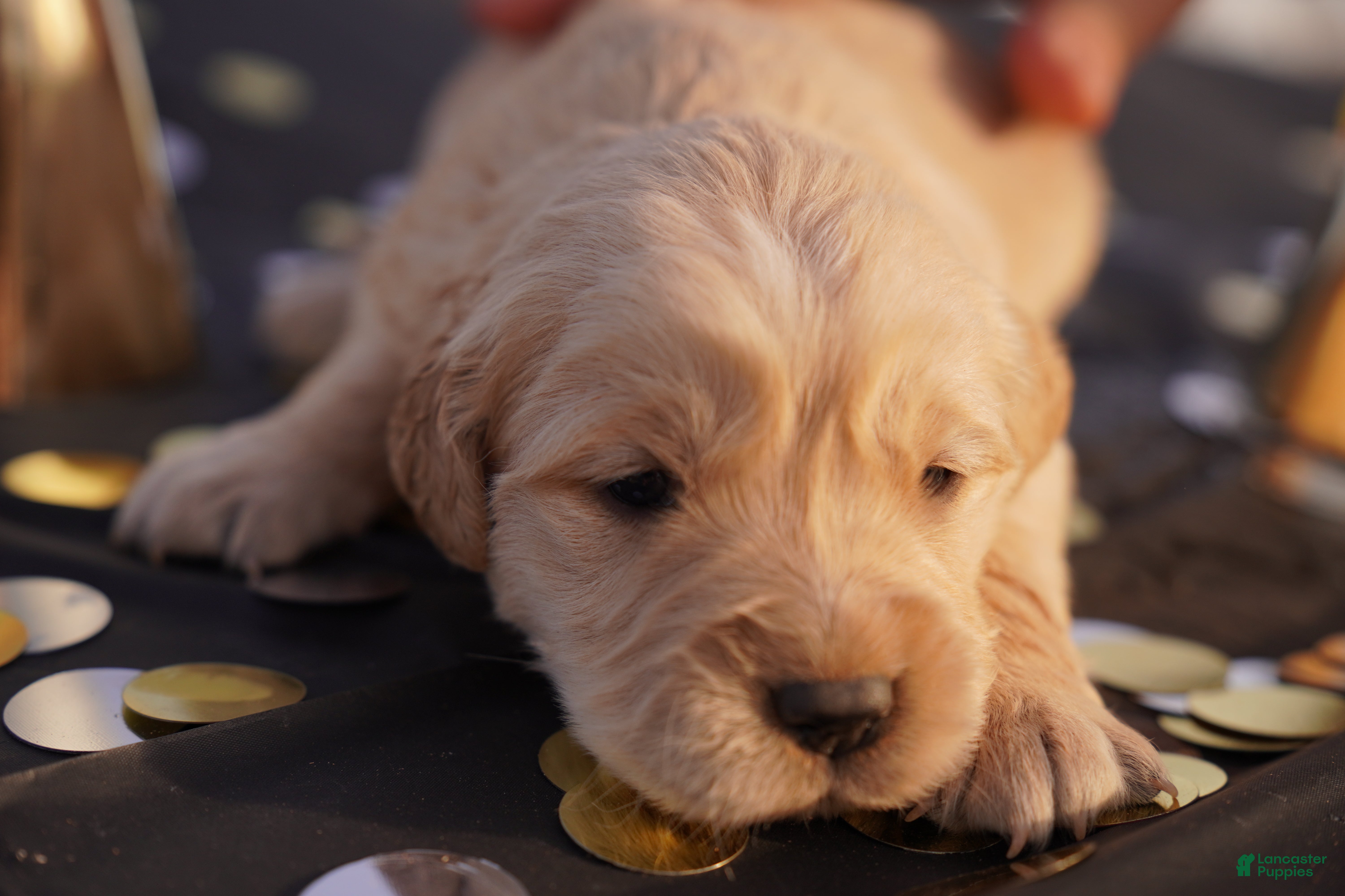 Golden Retriever dogs Oli - AKC, Genetically Clear - Ad 16