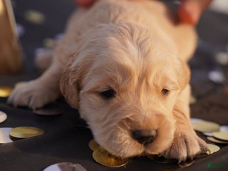 Golden Retriever dogs Oli - AKC, Genetically Clear - Ad 16