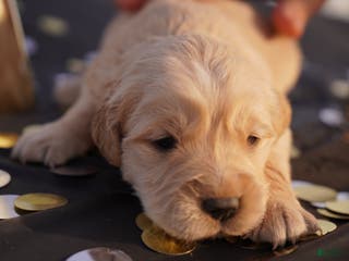 Golden Retriever dogs Oli - AKC, Genetically Clear - Ad 6