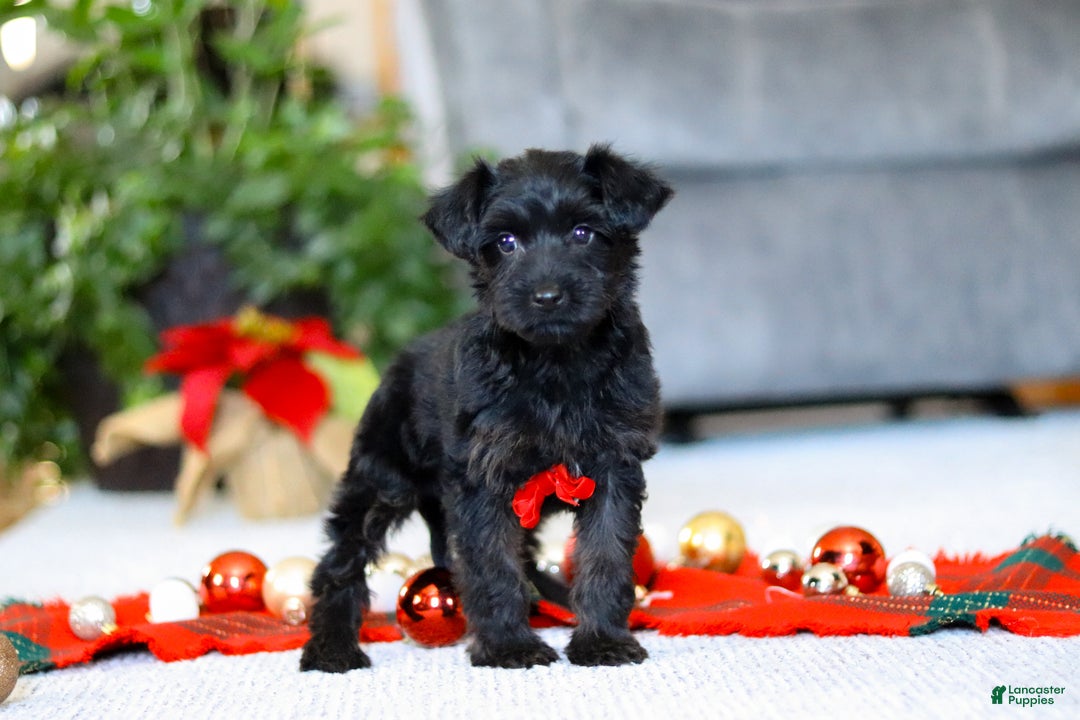 Yorkiepoo dogs for sale: Aden - Ad 2