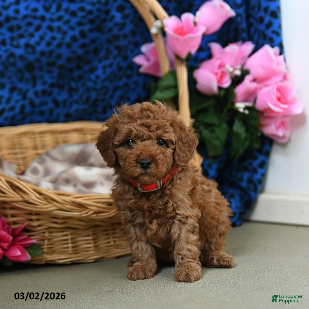 Miniature Poodle dogs for sale: Elli - Ad 2